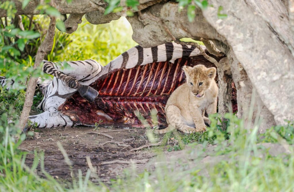 Survive the Wild: Top Browser-Based Wilderness Survival Games